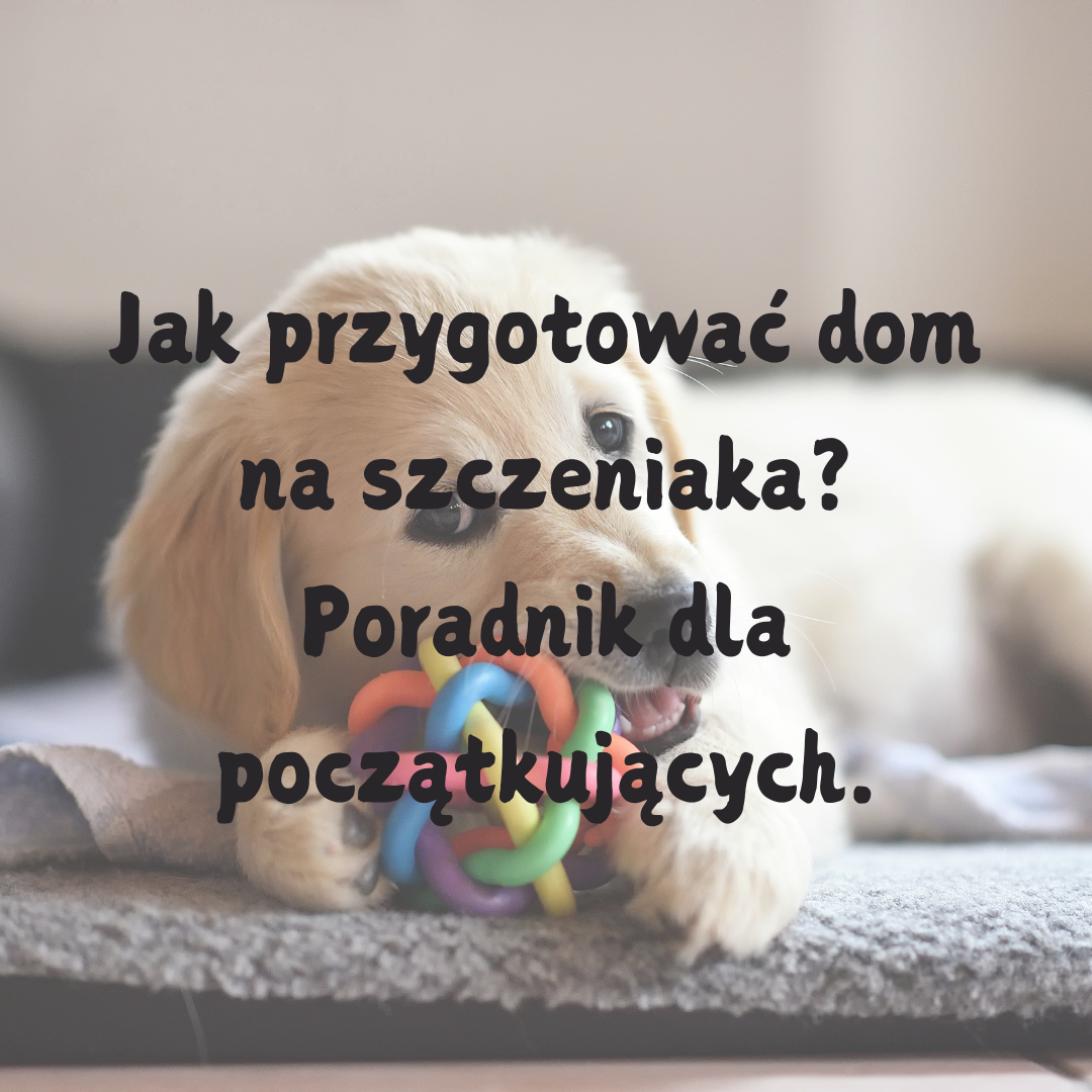 Jak przygotować dom na szczeniaka?