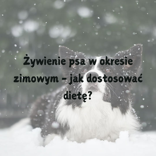 Żywienie psa w okresie zimowym - jak dostosować dietę?