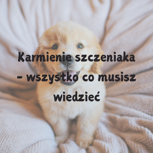 Karmienie szczeniaka - wszystko co musisz wiedzieć.