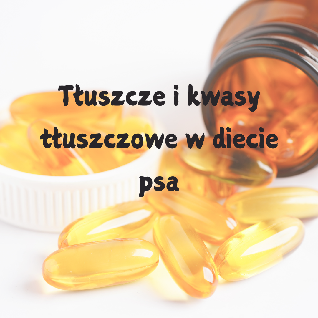 Tłuszcze i kwasy tłuszczowe w diecie psa - dlaczego są tak ważne?