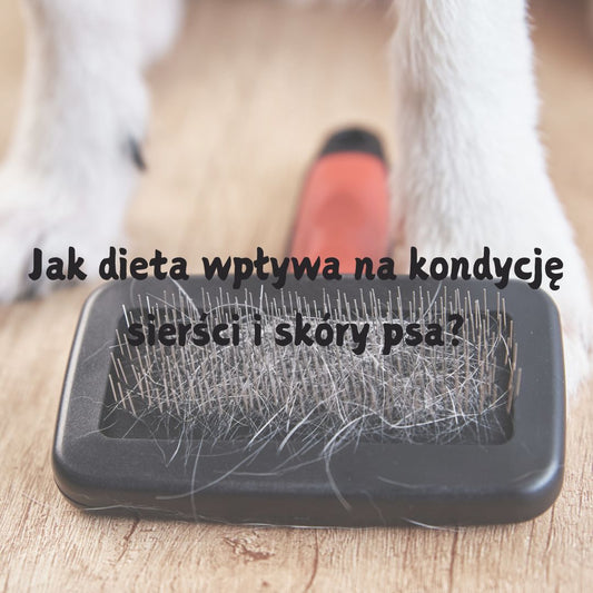 Jak dieta wpływa na kondycję sierści i skóry psa?