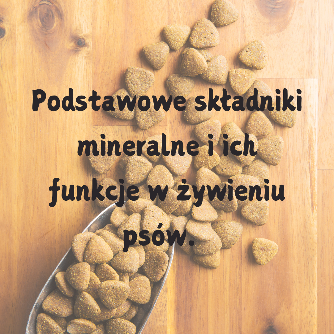 Podstawowe składniki mineralne i ich funkcje w żywieniu psów.
