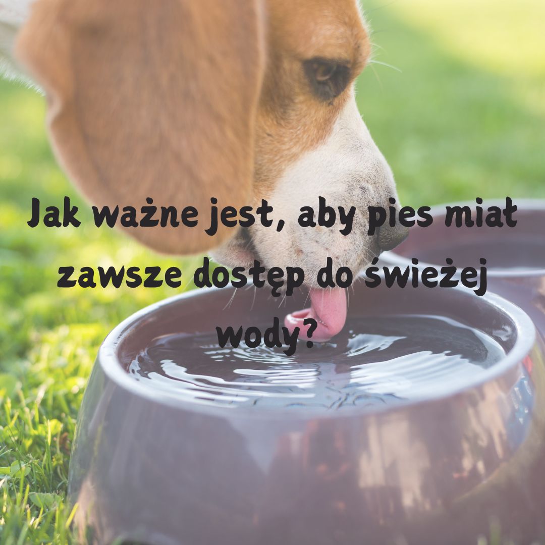 Woda dla psa: Jak ważne jest, aby pies zawsze miał dostęp do świeżej wody?